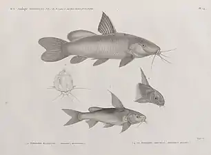 Pimelode karafche (Pimelodus biscutatus) et Pimelode aboureal (Pimelodus auratus)