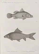 Perche latous (Perca latus) et Cyprin lebis (Cyprinus niloticus)