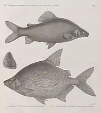 Characin nefasch (Characinus nefasch) et Serrasalme citharine (Serrasalmus citharus)