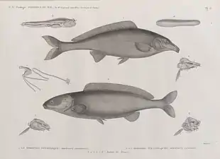 Mormyre oxyrhynque (Mormyrus oxyrhyncus) ; Mormyre d'Hasselquist (Mormyrus caschive) ; 3-8. Anatomie des Mormyres