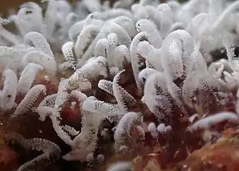 Colonies de Zoothamnium niveum (Oligohymenophorea) à la Réunion.