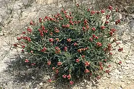 Fruits matures rouges.