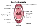 La cavité buccale