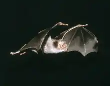Photographie d'un vampire commun, les ailes déployées en plein vol