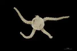 Amphipholizona perplexa