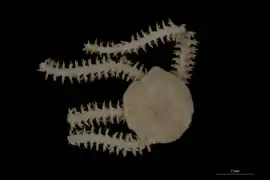 Amphiura senegalensis