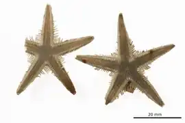 Astropecten javanicus