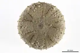 test de Chaetodiadema keiense