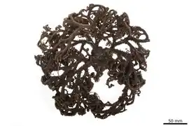 holotype d'Euryale purpurea