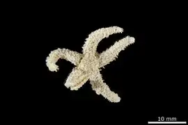 Leptasterias clavispina