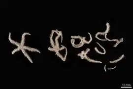 Ophiacantha scutigera (NHMD)