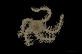 Ophiacantha spinosella (NHMD)