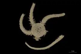 Ophiocten bisquamatum