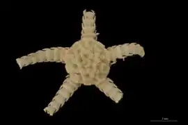 Ophiozonella confusa