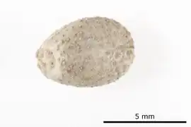 Plexechinus hirsutus