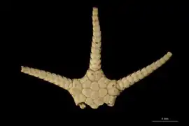 Amphiophiura confecta (NHMD)