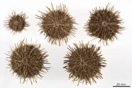 Temnopleurus hardwickii impressus