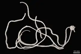 Amphilimna transacta