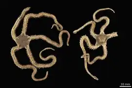 Ophiomyxa panamensis