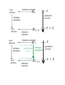 Schéma de construction de la niche écologique