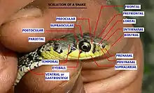 Photographie de la tête d’un serpent de l’espèce Amphiesma stolatum, maintenue par une main humaine. Les différents types d'écailles y sont annotées en anglais.