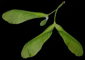 Disamares presque matures de l’érable argenté, l’une dissymétrique et l’autre symétrique.