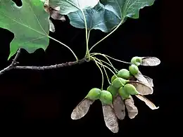 Disamares mature d’érable à sucre.