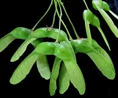 Disamares de l'érable à sucre.