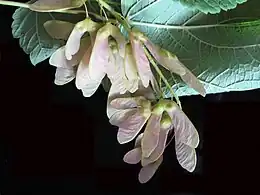 Rameau d’érable à épis avec grappe (ou infrutescence) de disamares.