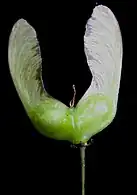 Disamare de l'érable à épis.