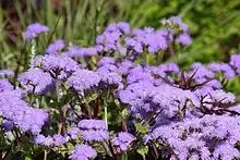 Photographie de petites fleures violettes.