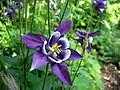 Aquilegia vulgaris
