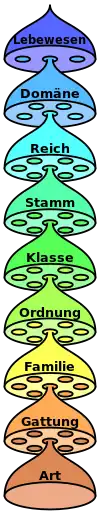 Les différents niveaux de la hiérarchie de la systématique en biologie (en allemand).