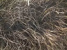 Poils de cochon laineux.