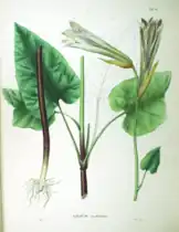 Cardiocrinum cordatum ou Lilium cordifolium = « Lys à feuilles en cœur ».