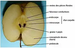 Coupe longitudinale dans une pomme arrivée à maturité