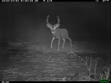 Photographie en noir et blanc d’un cerf avec les yeux illuminés par les phares.