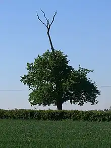Photo d’un arbre dont dépasse une longue branche sèche.