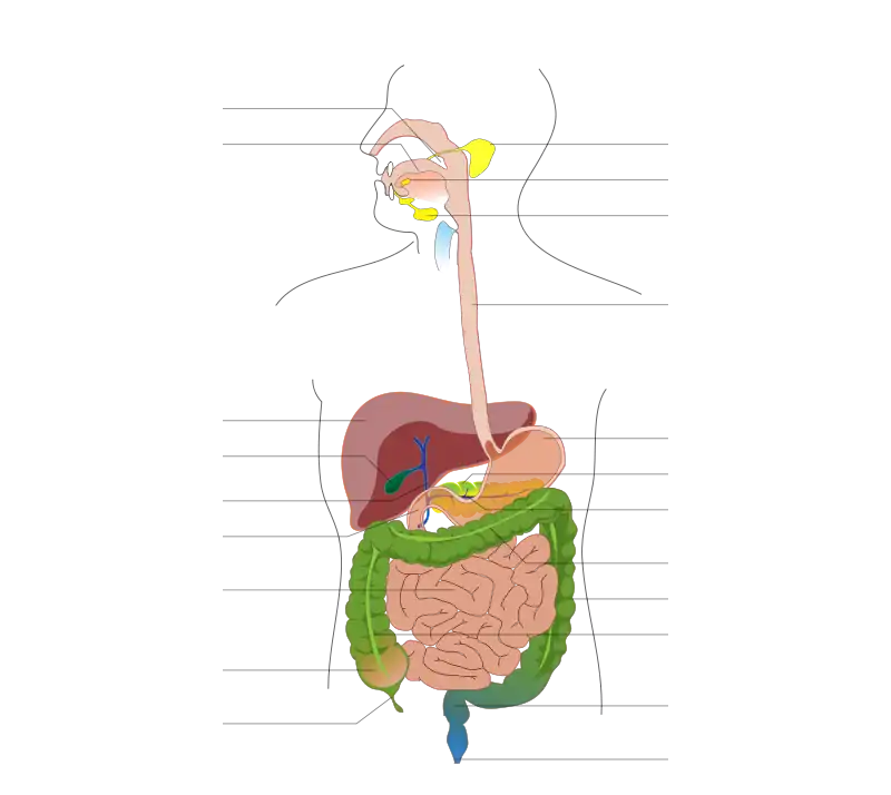 Système digestif humain