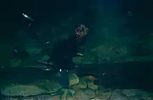 Un monotrème : l’ornithorynque (Ornithorhynchus anatinus ).