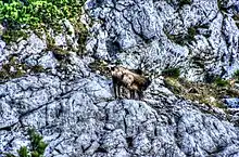 Deux chamois sur une paroi rocheuse.