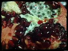 Fruit à grains rouges.