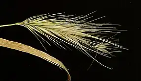 Un épi d'Hordeum murinum isolé. On y distingue la désarticulation d'un petit espigaou à droite.