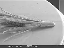 Un espigaou d'Hordeum murinum en photomicrographie électronique à balayage.