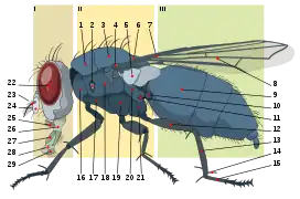 Anatomie d'une mouche, où la basicosta est annotée par le chiffre 4.
