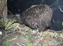 photographie d'un aptéryx