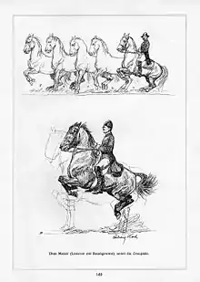 Schéma de l’exécution d’une courbette.