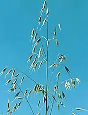 Une inflorescence en panicule de l'avoine folle ou folle-avoine (Avena fatua) : les spigaous sont séparés, retombants et individués.