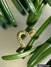 Une arpenteuse sur une feuille