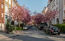 Arbres&nbsp;en pleine floraison.
